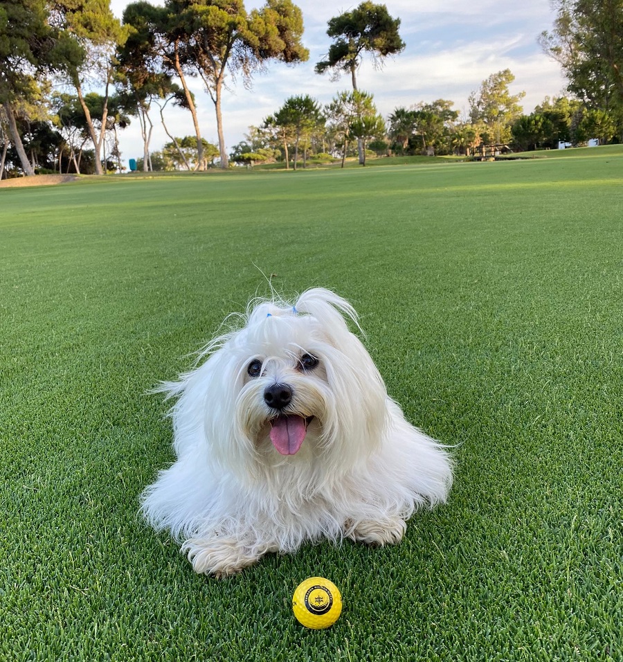 perro Paradores