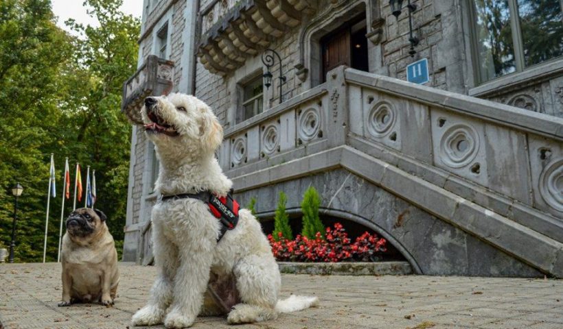 Paradores mascotas