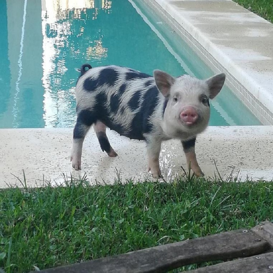 mini pig