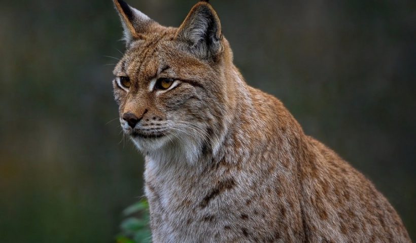 cazador lince