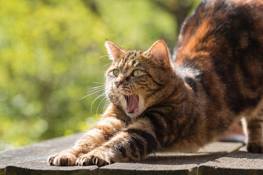 concurso niños matar gatos