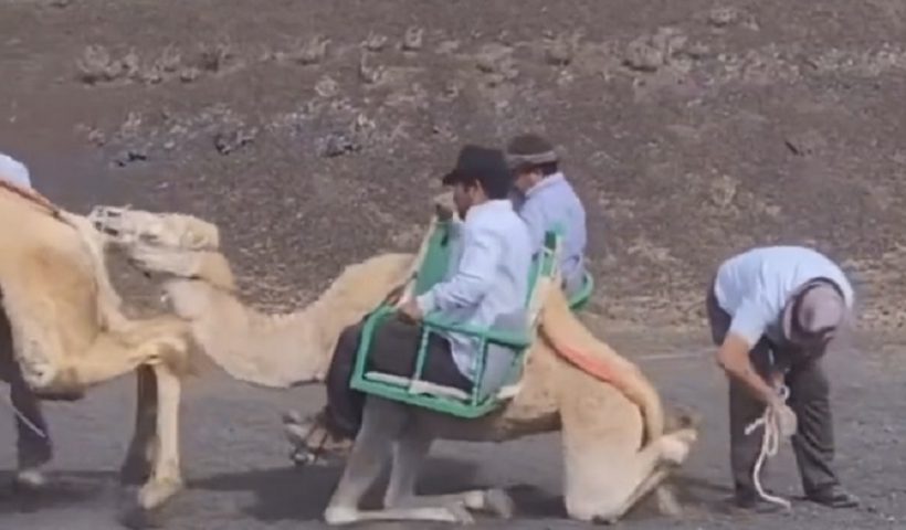 paseos en camello