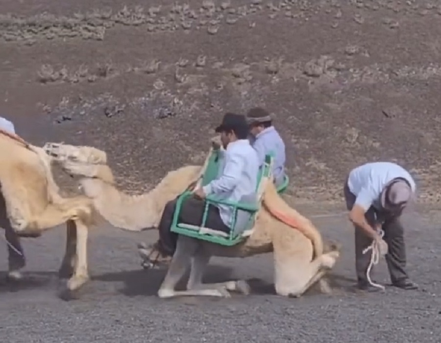 paseos en camello