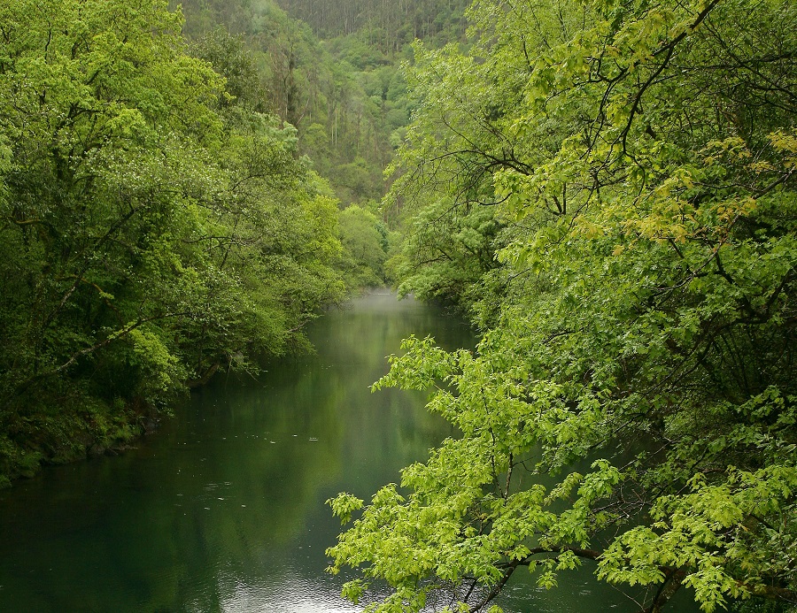 Fragas do Eume naturaleza