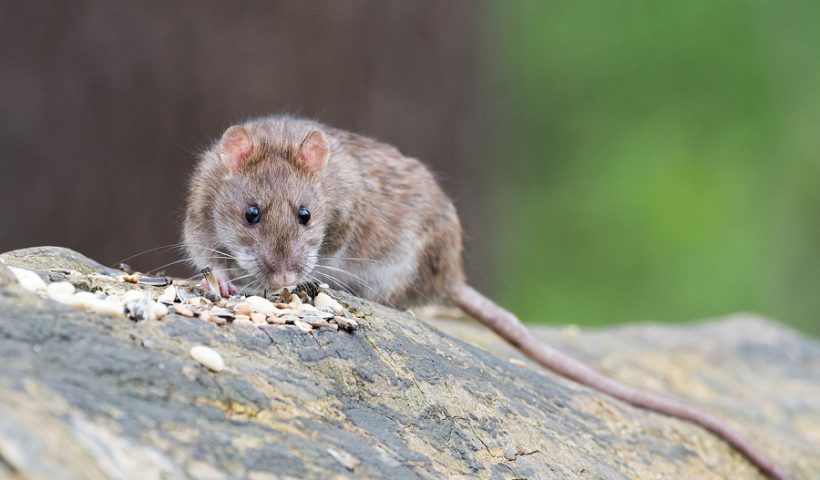 ratas en A Coruña