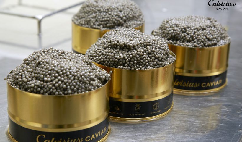caviar Calvisius