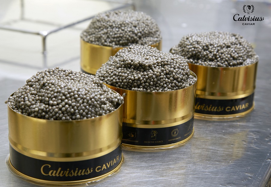 caviar Calvisius