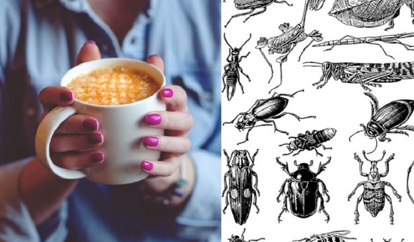 café insectos