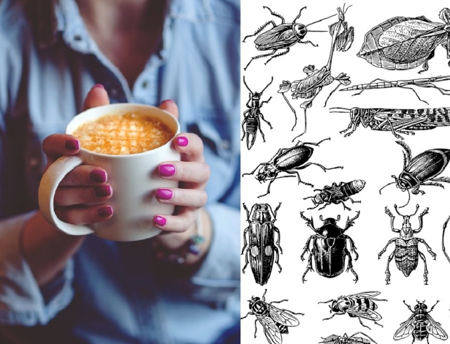 café insectos