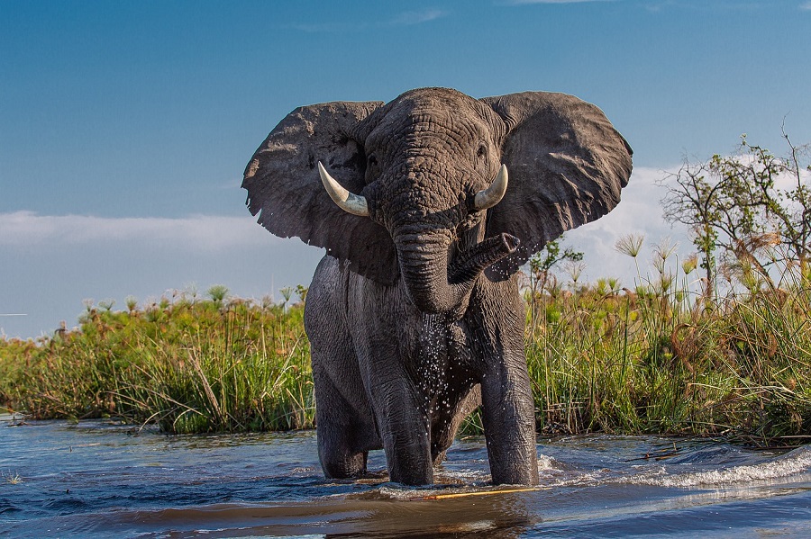 turista pisoteado por elefante