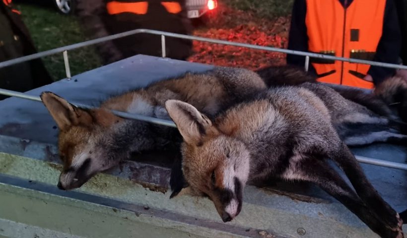 cazadores zorros