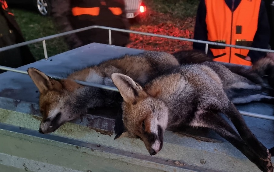 cazadores zorros
