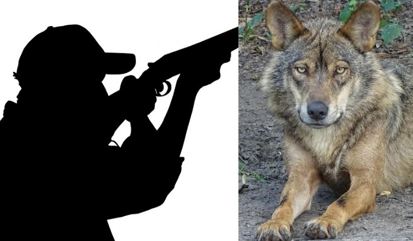 caza del lobo