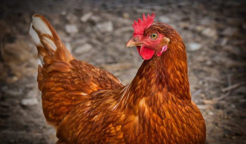 gallina balón de fútbol