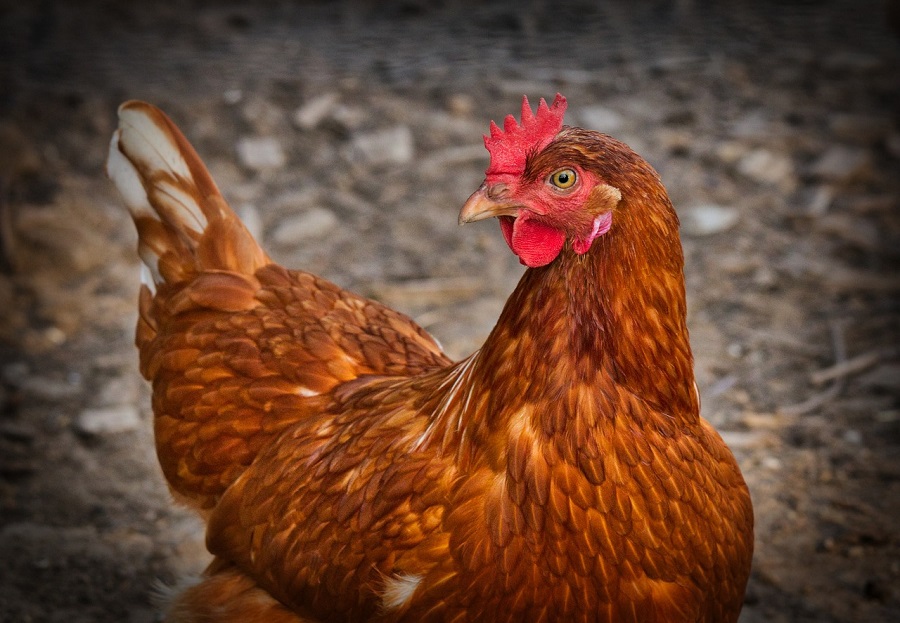 gallina balón de fútbol