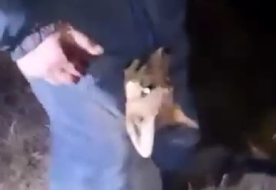 vídeo zorro