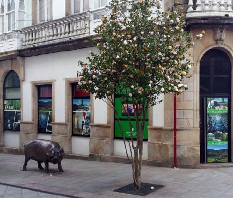 cerdo Lalín