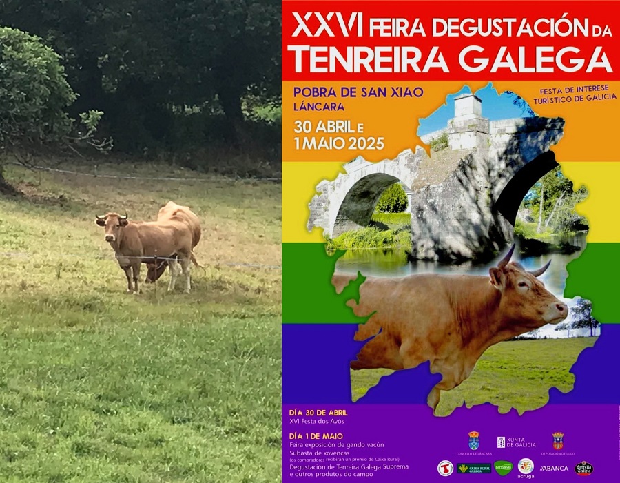 feria ternera gallega