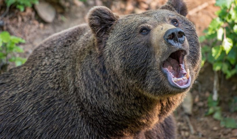 ataque de oso