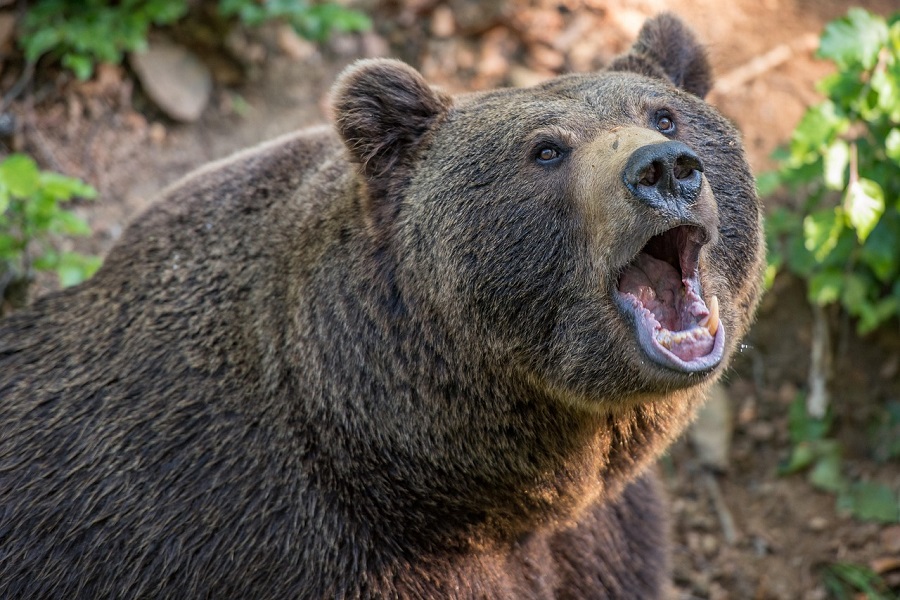 ataque de oso
