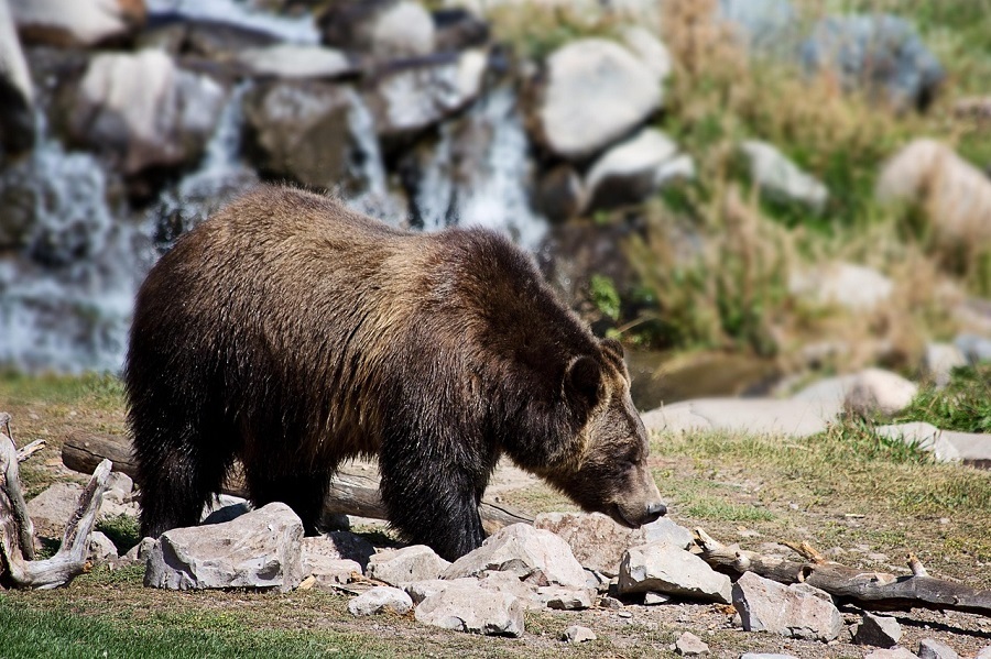 cazador oso