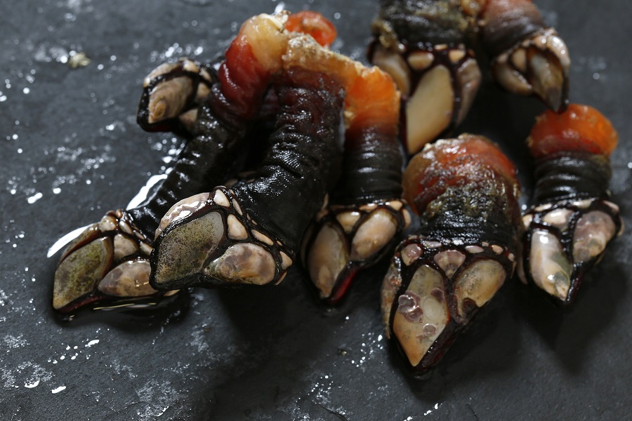 Percebes Costa da Morte
