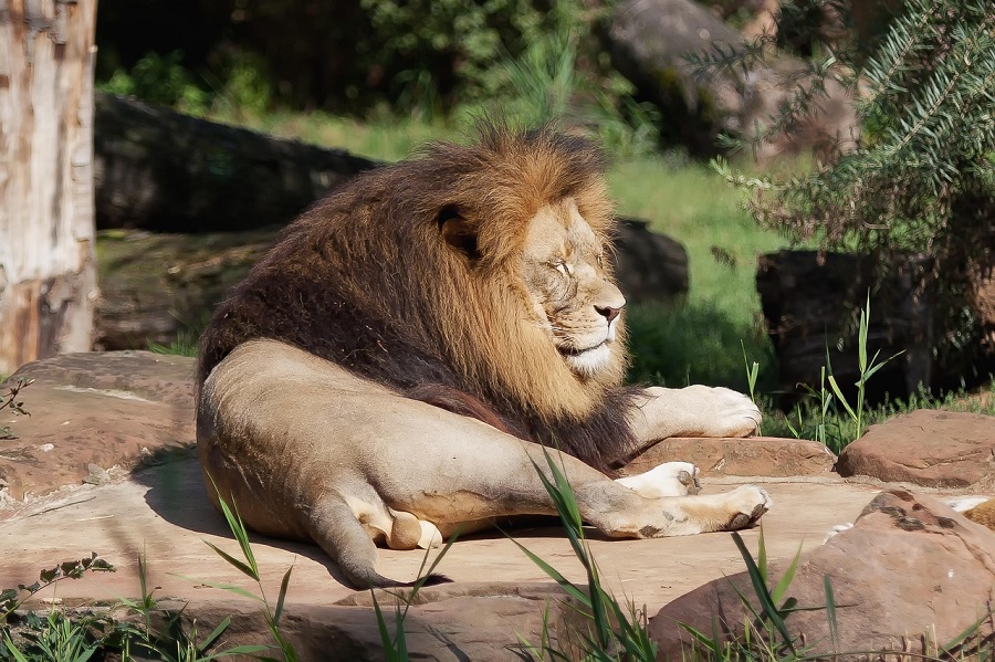 animales zoológico depredadores