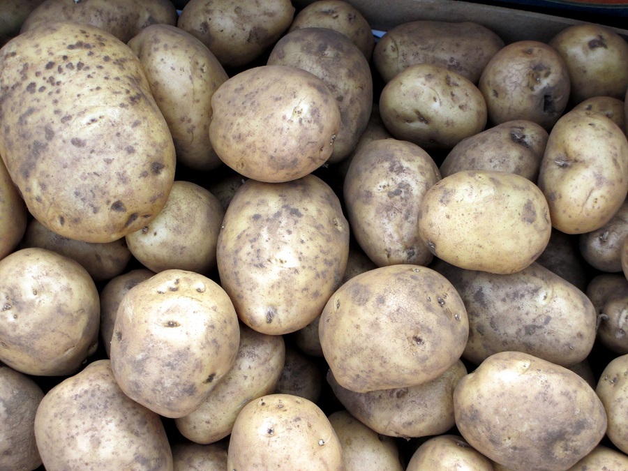 patatas de Coristanco Costa da Morte