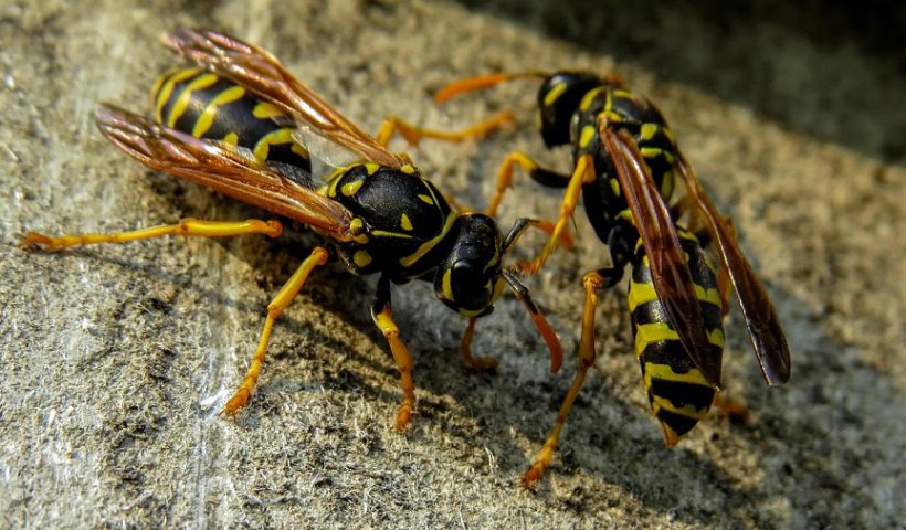 picaduras avispas velutinas