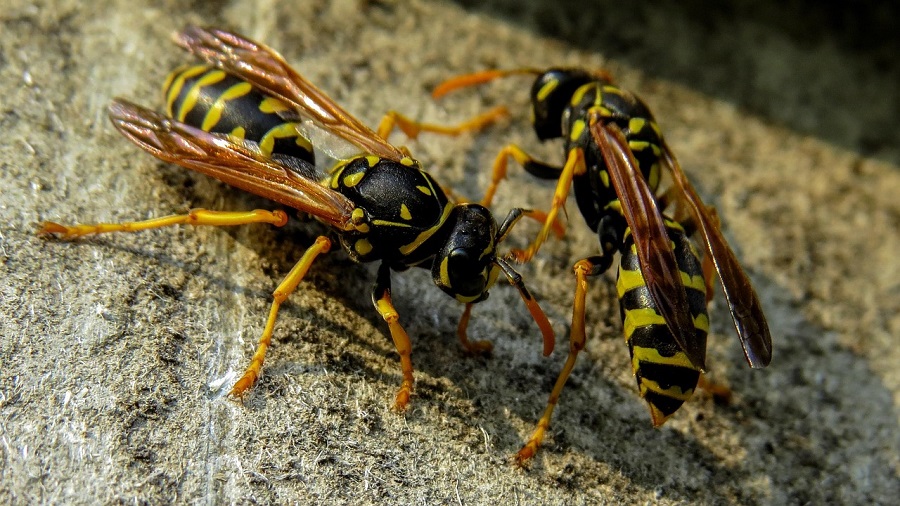 picaduras avispas velutinas