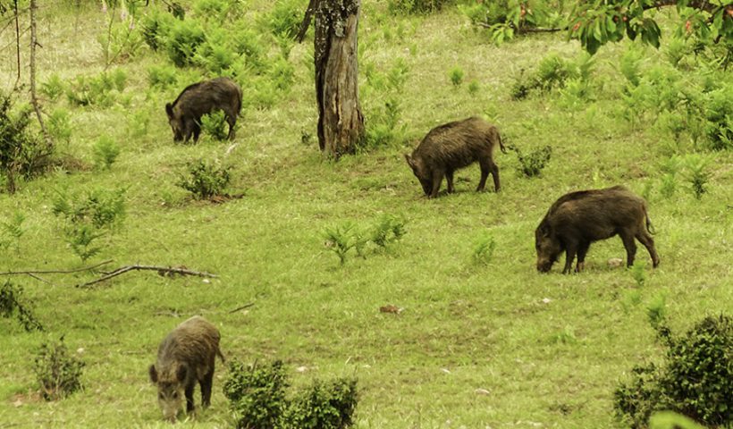 caza con arco de jabalíes