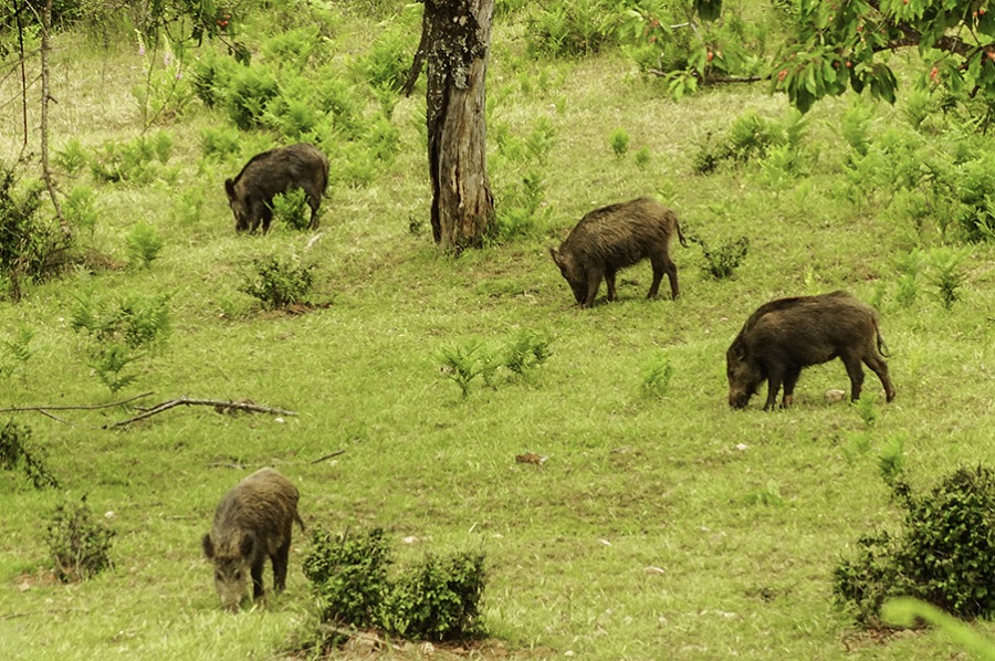 caza con arco de jabalíes