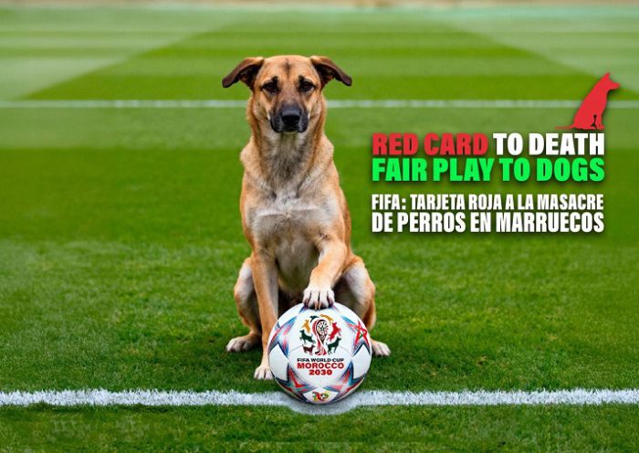 matanzas de perros en Marruecos