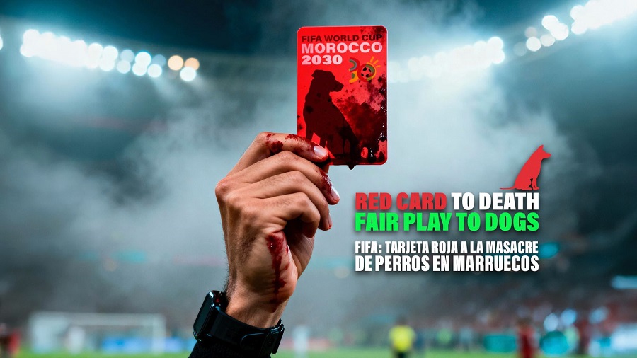 perros Marruecos Mundial