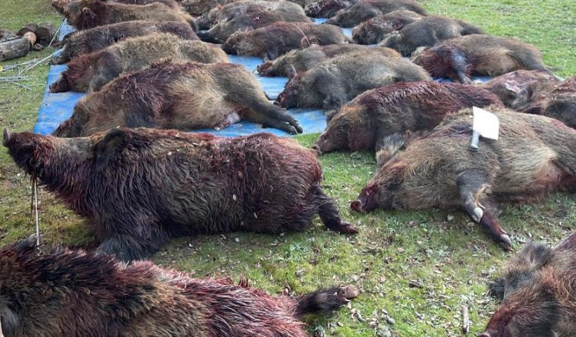 peste porcina caza
