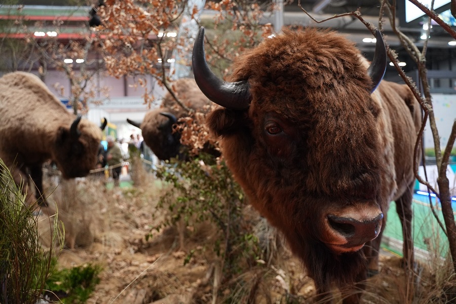 animales Cinegética