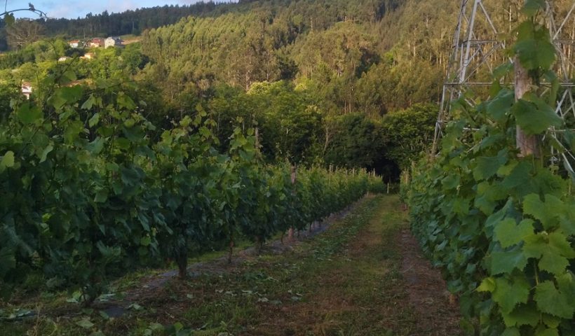Vino de Betanzos