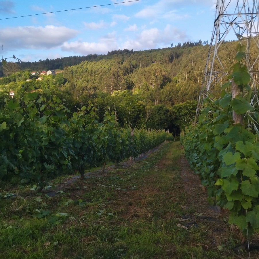 Vino de Betanzos
