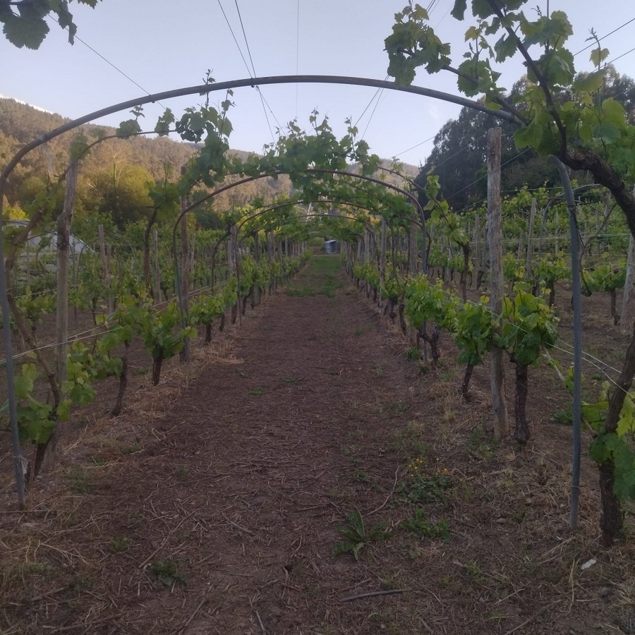 Vino Terra de Betanzos