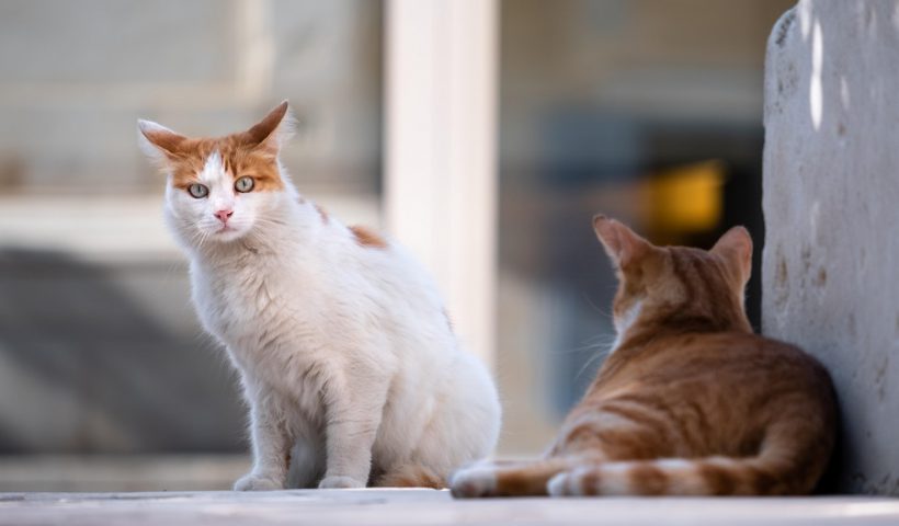 gatos Valdepeñas