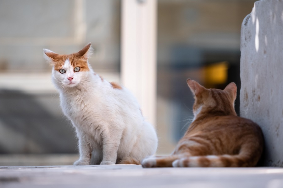 gatos Valdepeñas