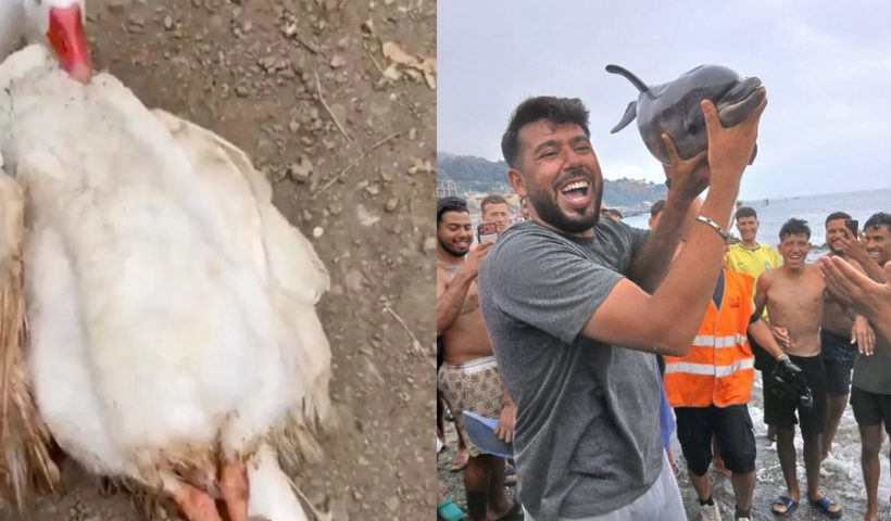 animales Ceuta