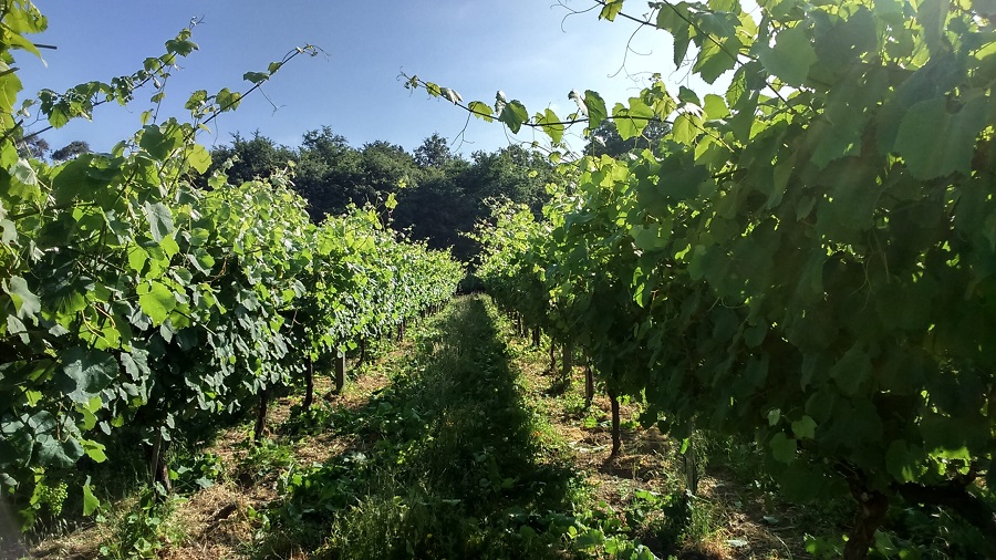 bodega Gómez y Rial viñedos