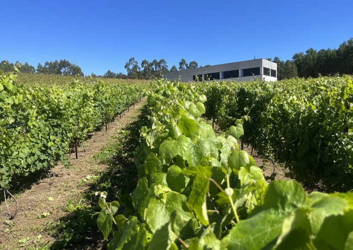 vinos Rías Baixas