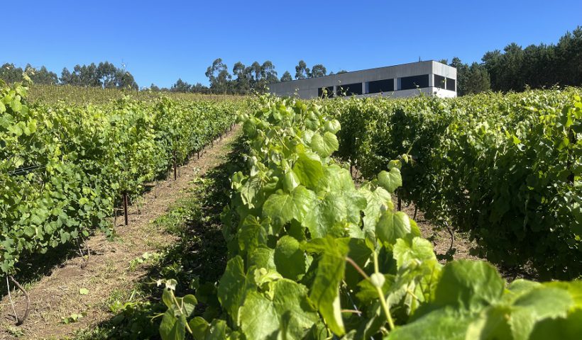 vinos Rías Baixas