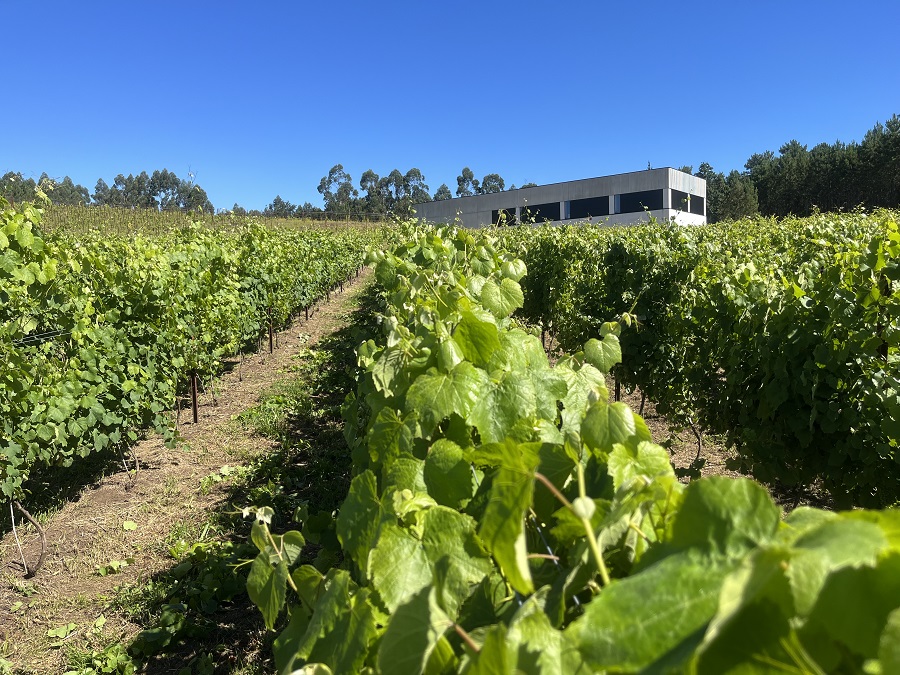 vinos Rías Baixas